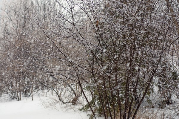 Averse de neige 1080