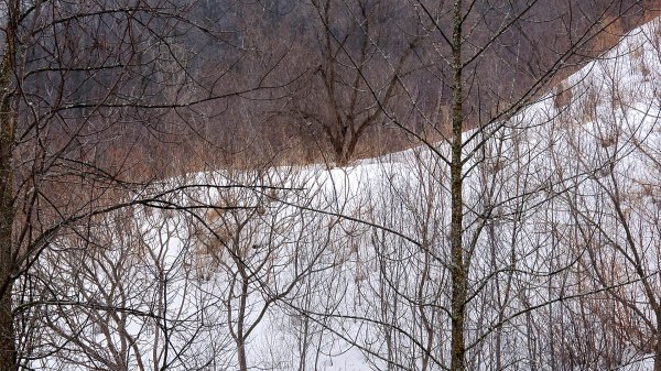 Le printemps viendra bientôt