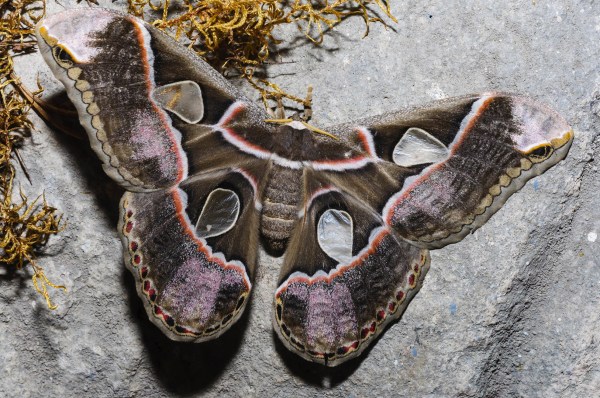 Bombyx jacobaeae : observez les zones transparentes sur les ailes.