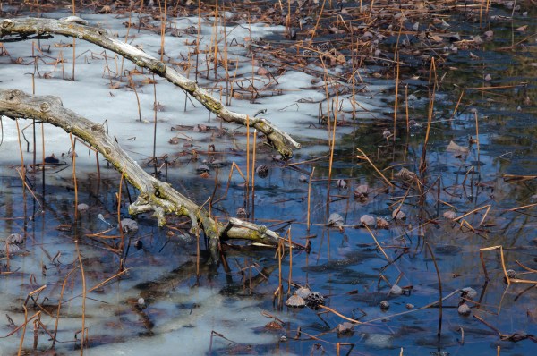 Dégel - Lac de rêve du Jardin de Chine
