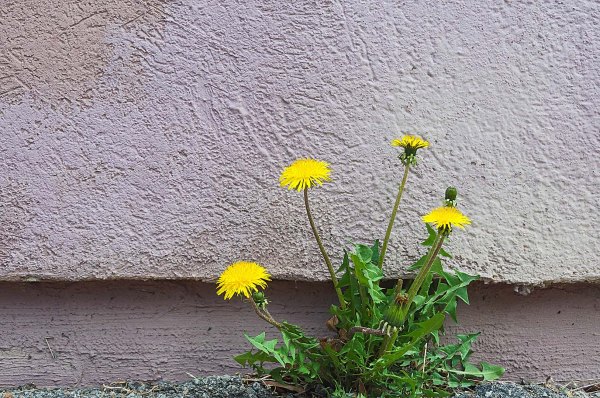 29 avril 2015, Rue Saint-Hubert, sur le Plateau