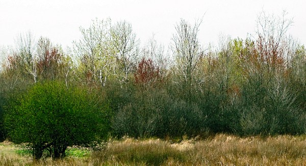 Impressions printanières