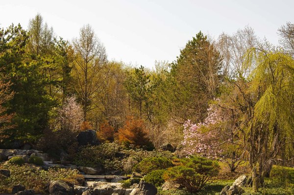 Le printemps au jardin japonais