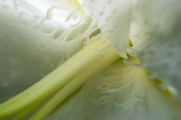 Au coeur du lys blanc