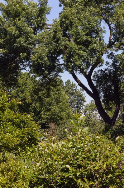 Jardin botanique de Montrréal - 20 juin 2014