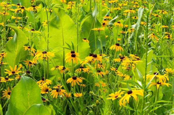 Jardin botanique du Niagara - 25 juin 2015
