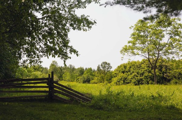 Arboretum de l'Université de Guelph, Ontario - 4 juillet 2015
