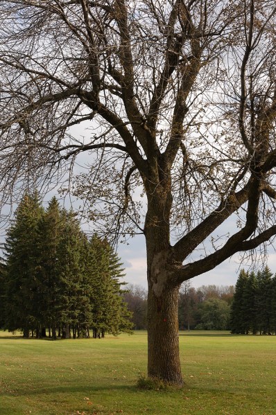 Arbre en parure d'automne - Parc Maisonneuve