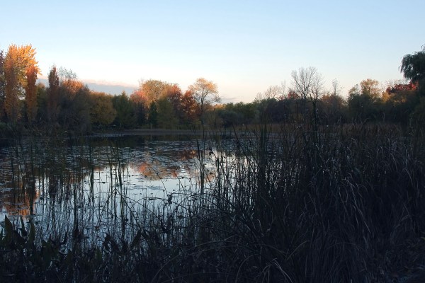 Aube sur l'étang du Jardin botanique