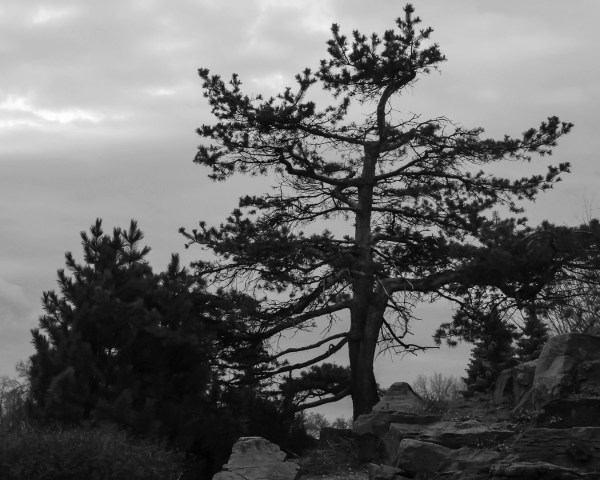 Jardin alpin à la fin du jour