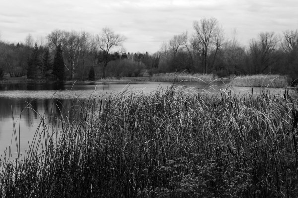 L'étang du Jardin botanique de Montréal