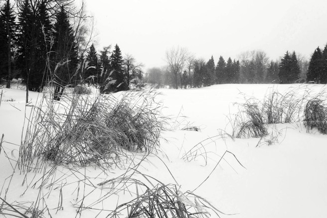 Le ravin - Parc Maisonneuve
