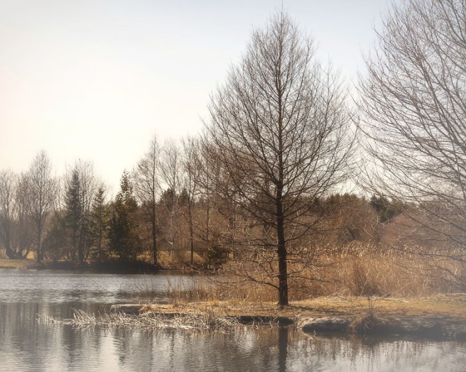 Printemps sur l'étang