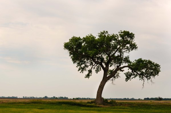 Kansas - Un arbre