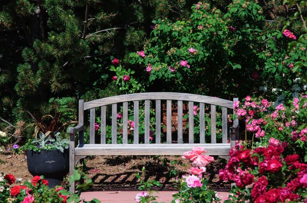 Jardin botanique de Cheyenne - La Roseraie